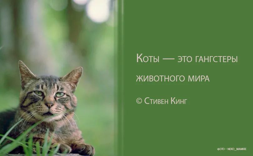 Высказывания о кошках. Афоризмы про кошек. Цитаты про котов. Котики цитаты.