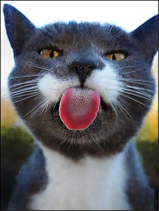Звук показывает язык. Кот показывает язык. Кот облизывает. Котик с языком. Котик облизывается.