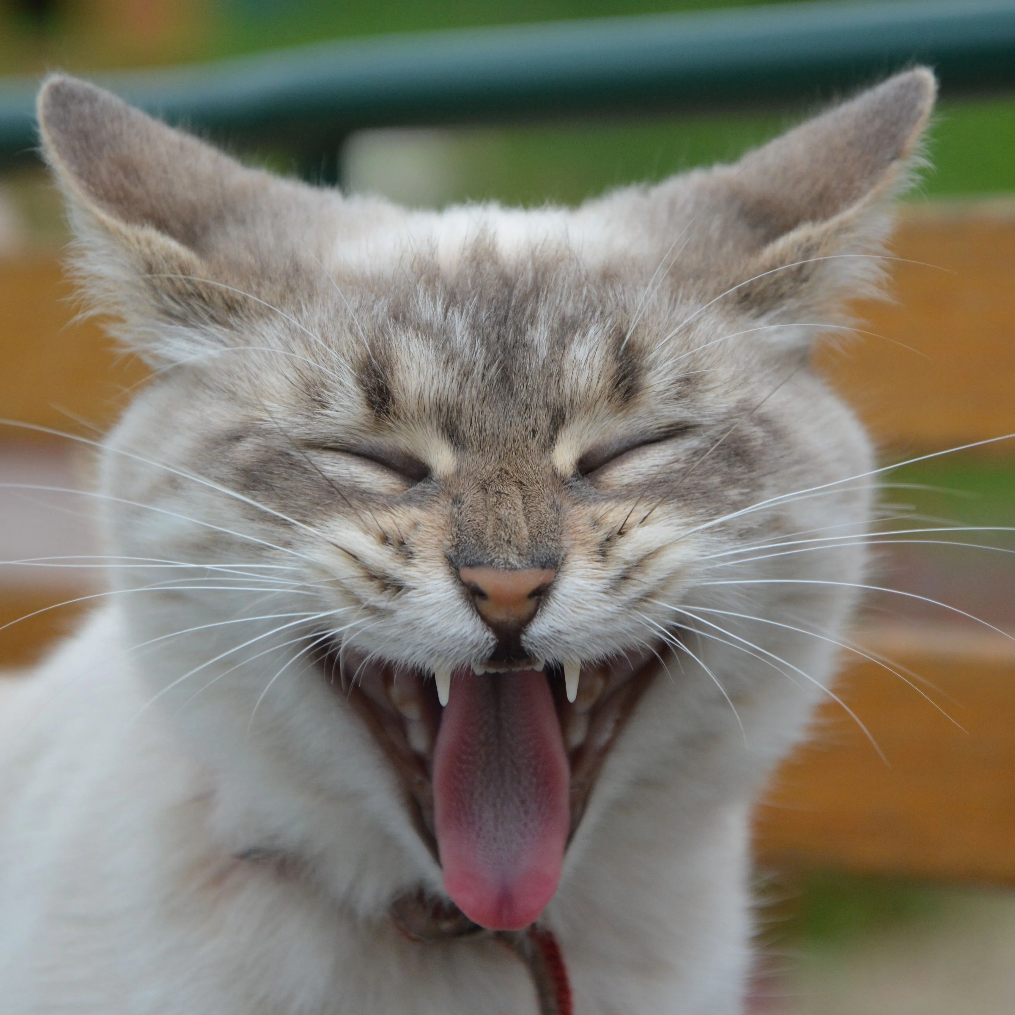 Звук показывает язык. Чкот с высунутым языком. Котенок с высунытым языком. Радостный кот.