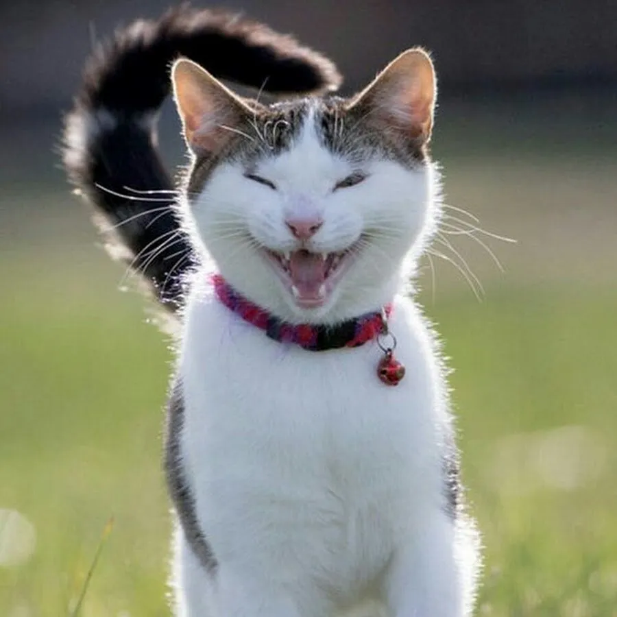Фото happy cat